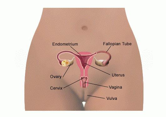 Tamaño endometrio embarazo