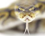 Un serpente ha la lingua biforcuta: scopo Perché un serpente ha la lingua biforcuta?