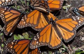 Celoživotní migrace Vlastnosti a lokalita motýla monarchy