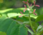 Mandžurijski oreščki: koristi in škode za telo Ali so plodovi mandžurskega oreha užitni