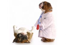 Photo of Преимущества вызова ветеринара на дом в Москве